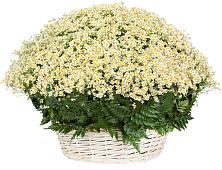 Цветочная композиция из Ромашки в корзине #REPLACE_PRED# Липецке